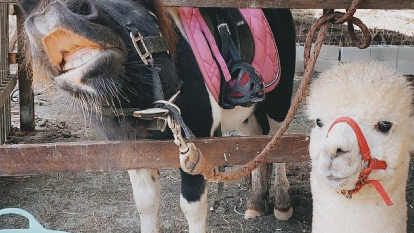 Patches & Frank The Tank!