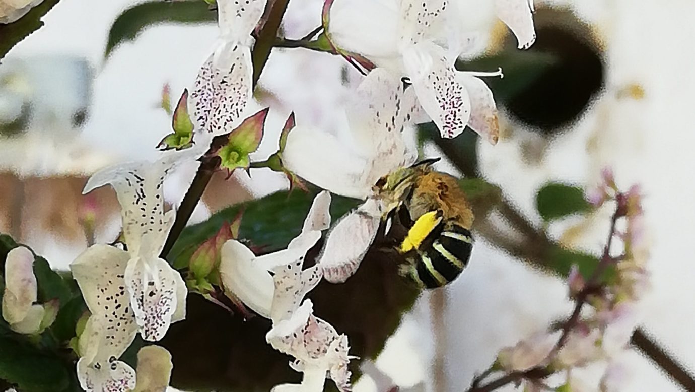 Blue banded bee (Amegilla sp) foraging on begonia rex flowers
