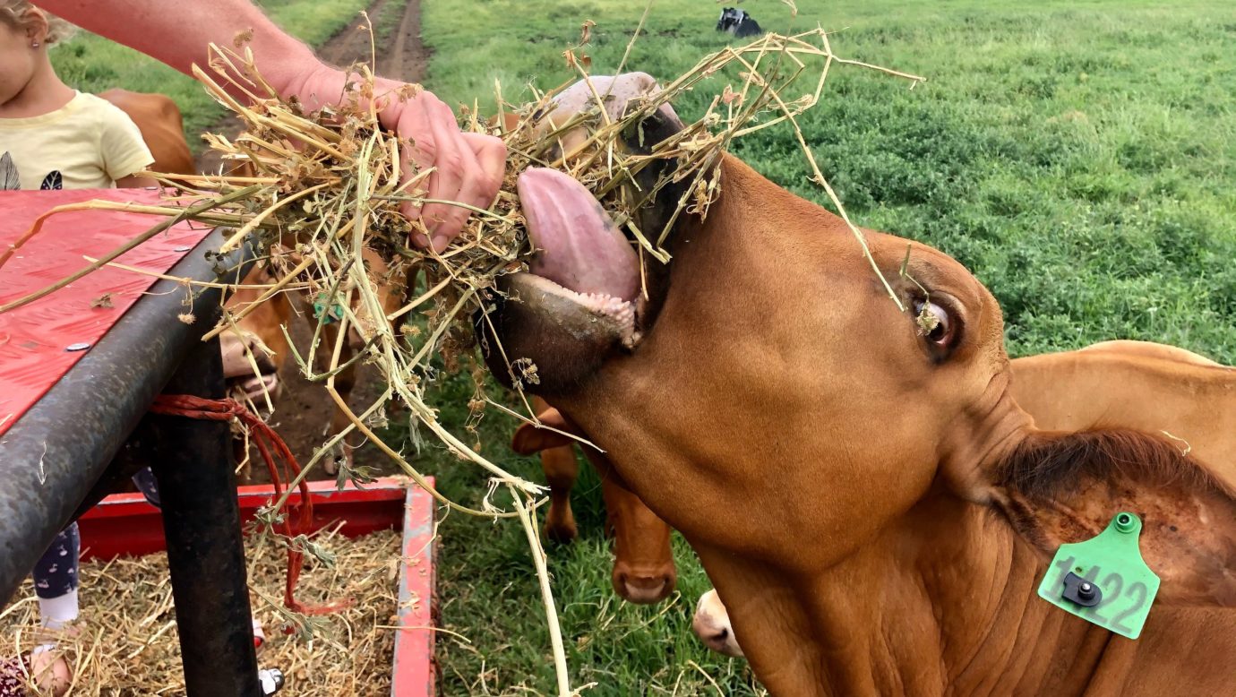 Stud droughtmaster cattle feeding