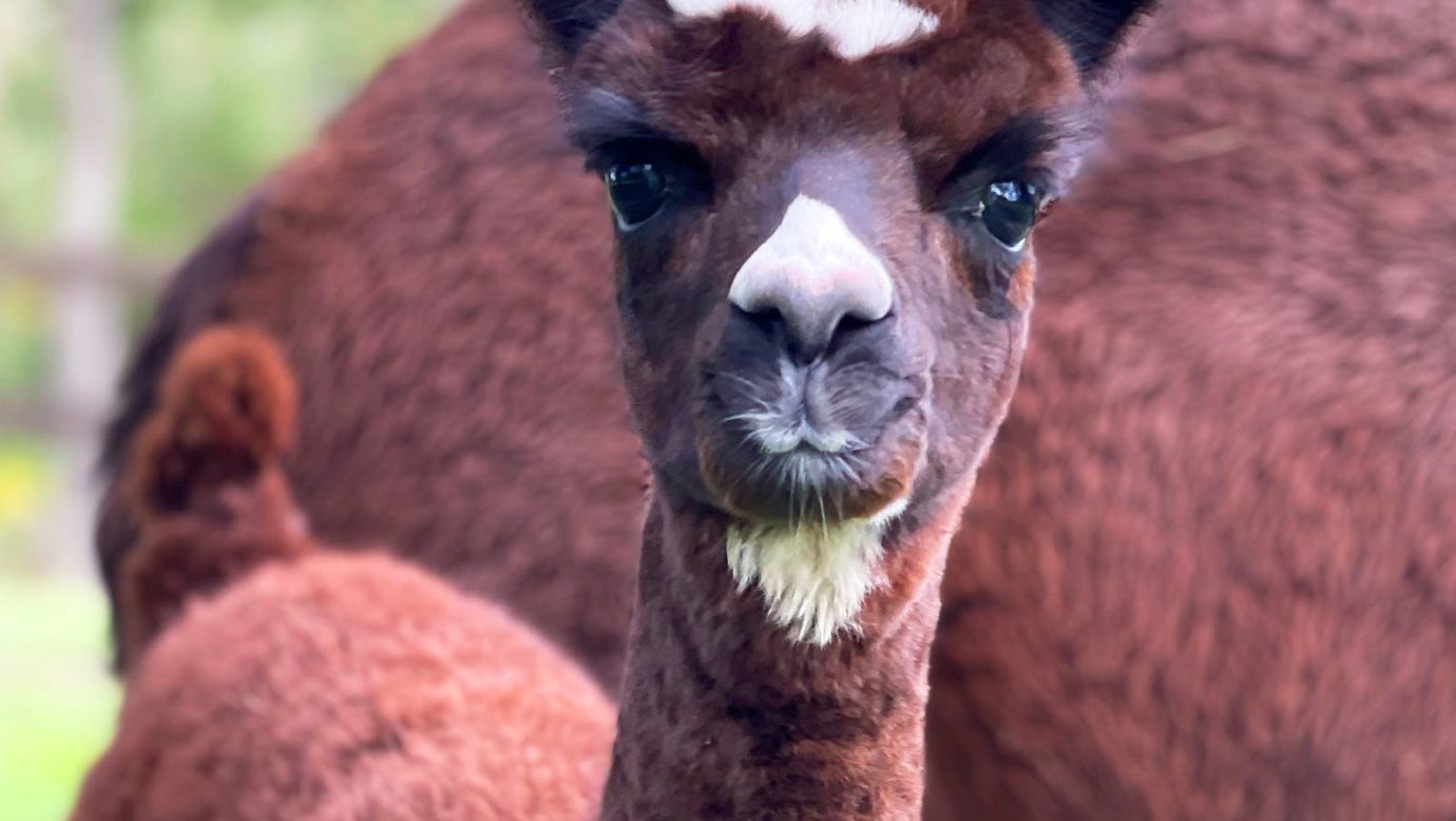 "Patches" the baby alpaca