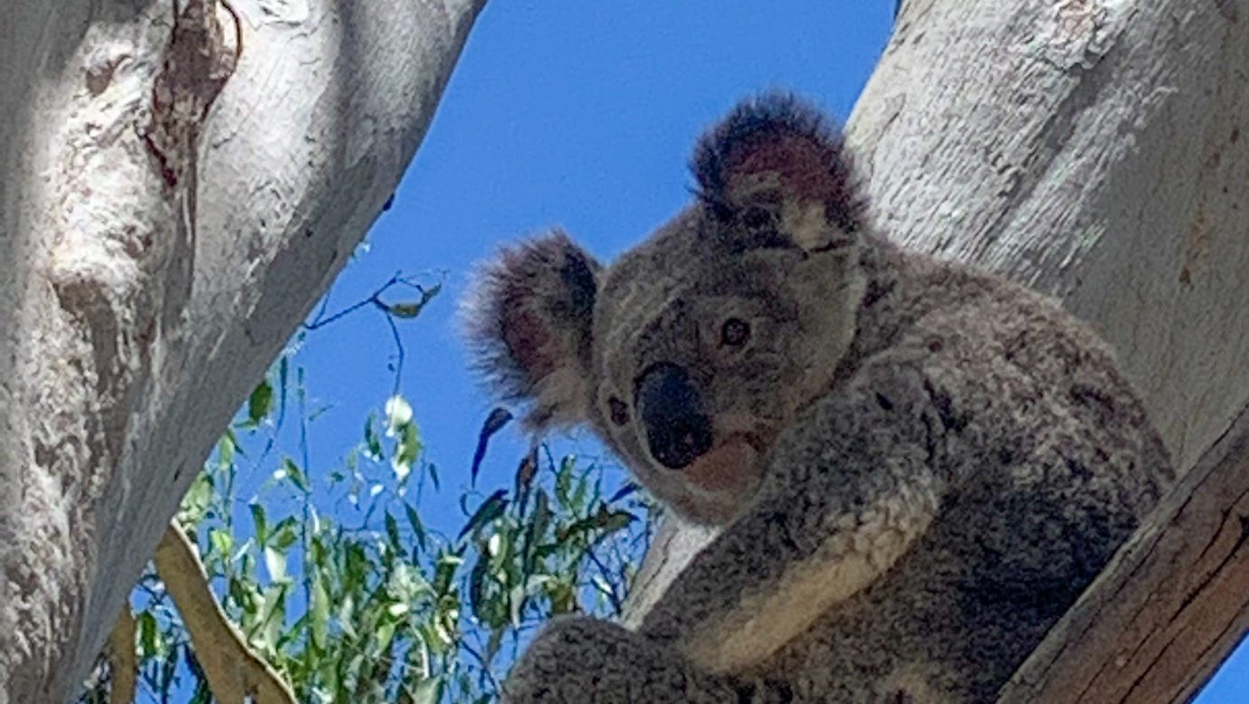 Koala