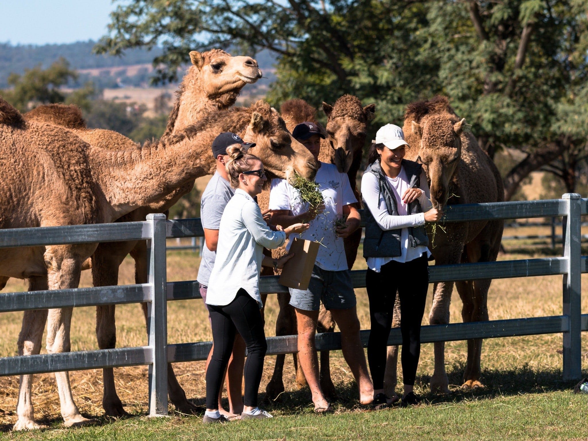 Friendly Camels