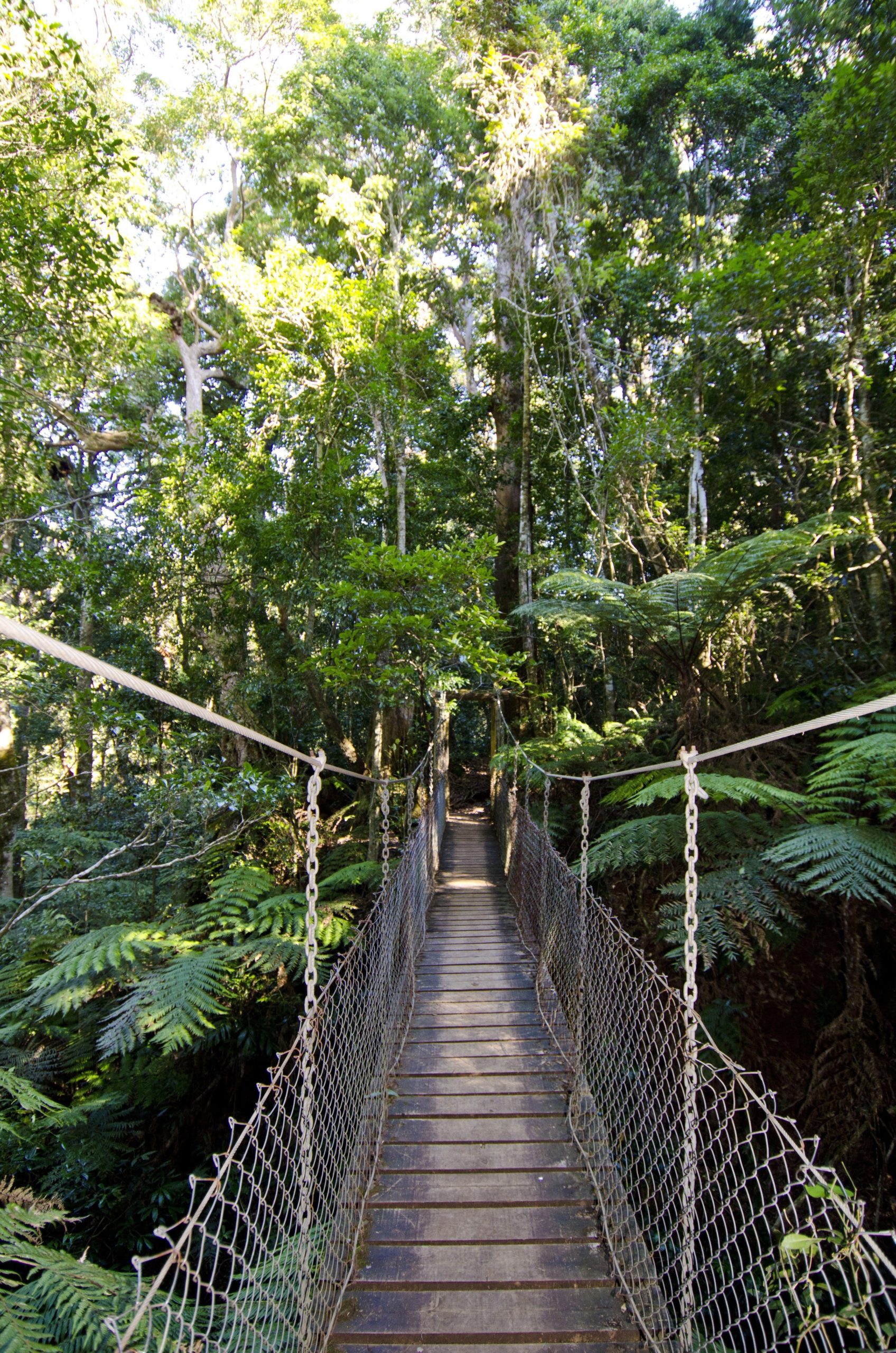 Tree Top Walkway