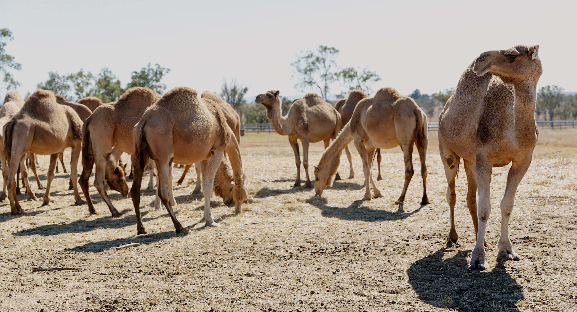 AC ,Summer-Land-Cammel