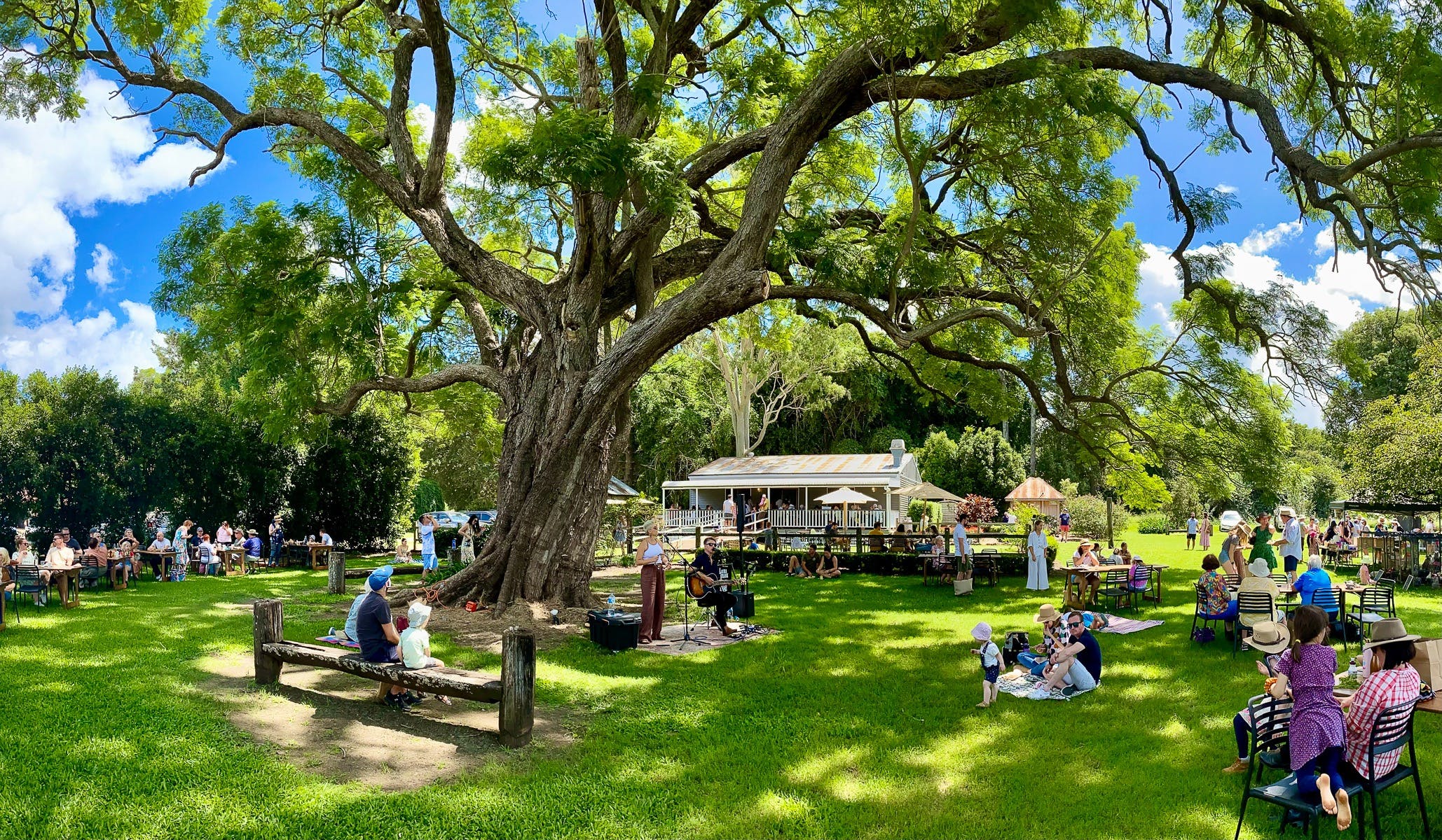 Visitors sitting under the jacaranda tree listening to live music on a  sunny day.