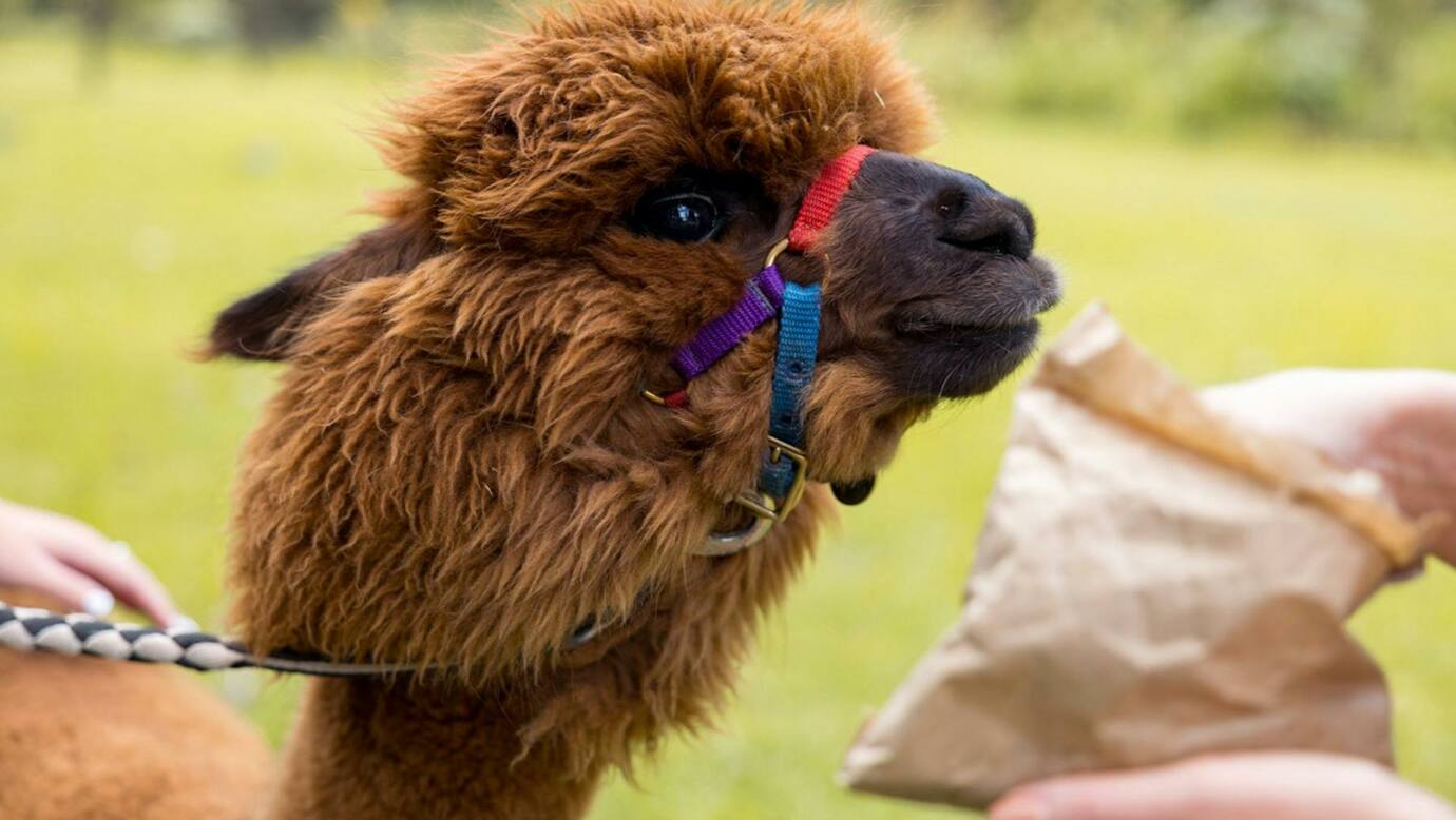 @ Mountview Alpaca Farm