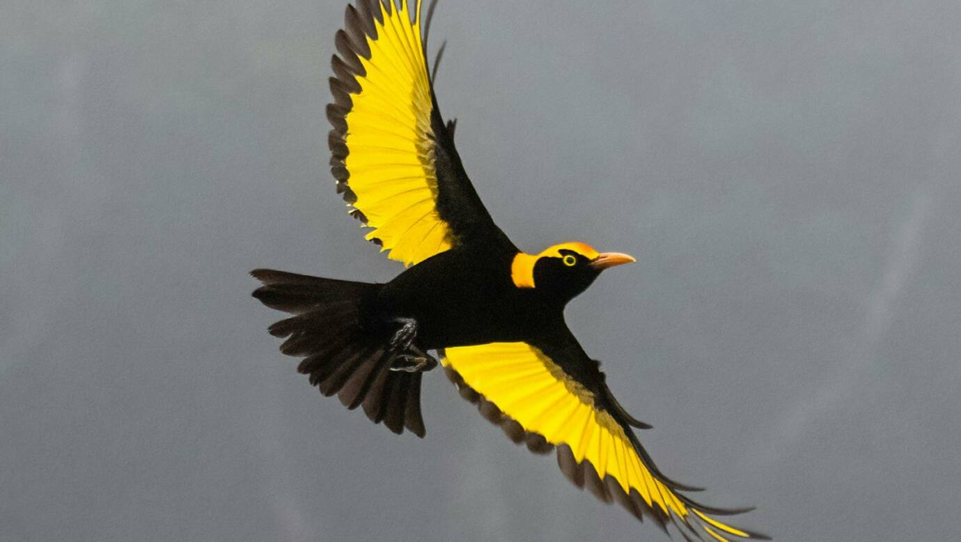Regent Bowerbird at O'Reilly's Rainforest Retreat