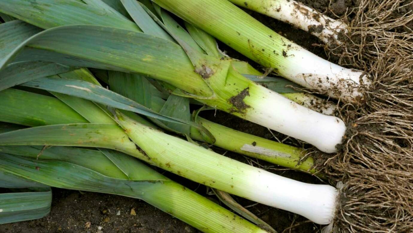 Leeks