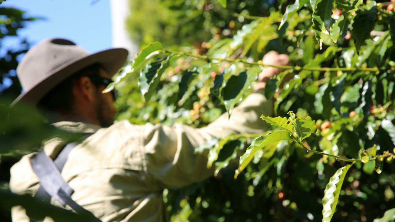 TMCP team harvesting coffee cherries