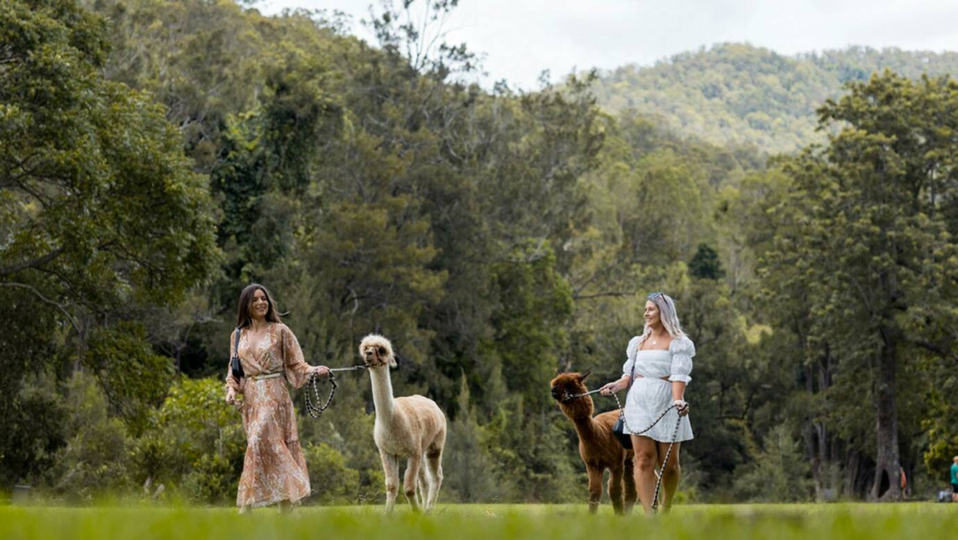 Alpacas from the Mountview Alpaca Farm located at O'Reilly's Canungra Valley Vineyards