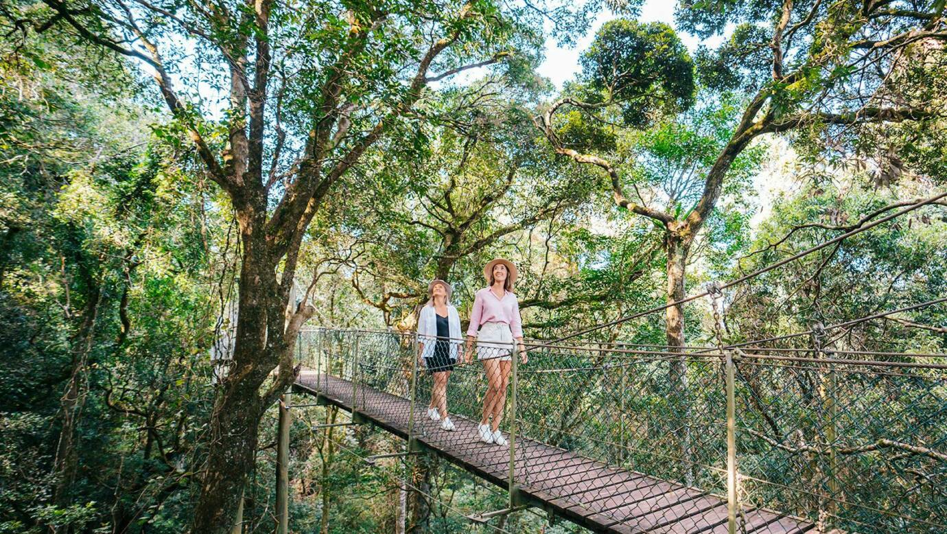 O'Reillys Tree Top Walk