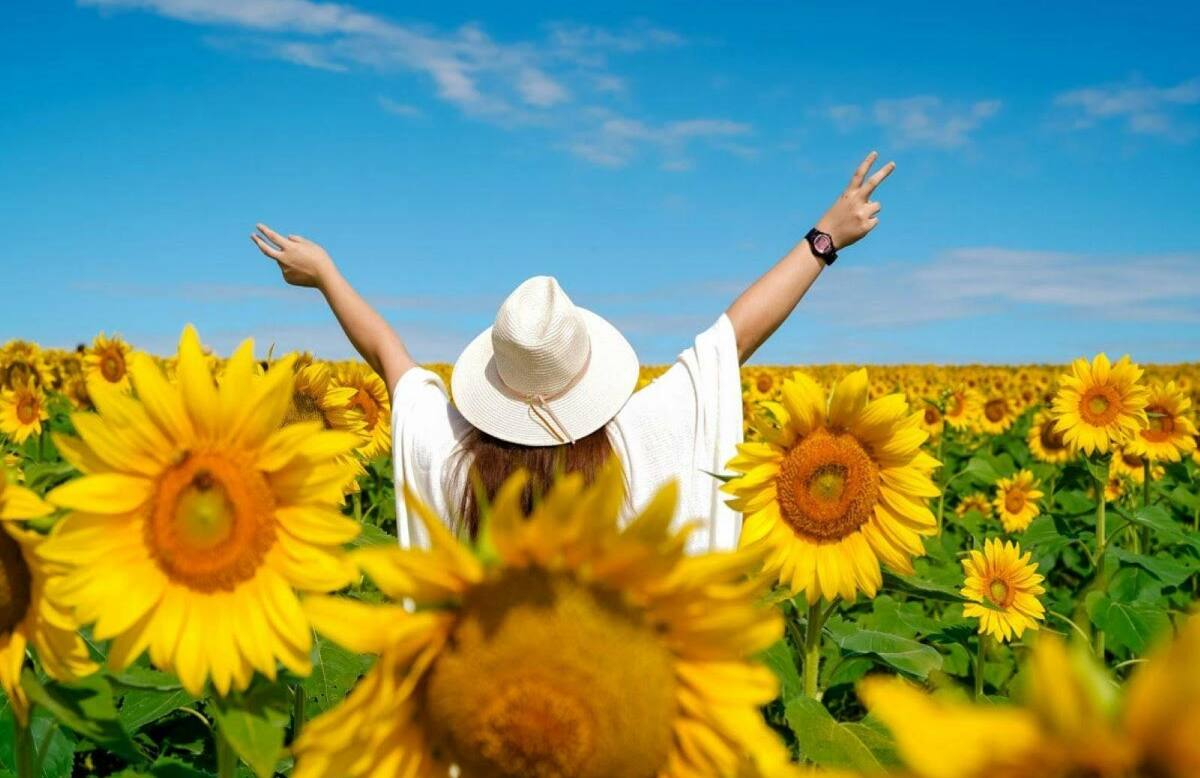 Kalbar Sunflower Festival