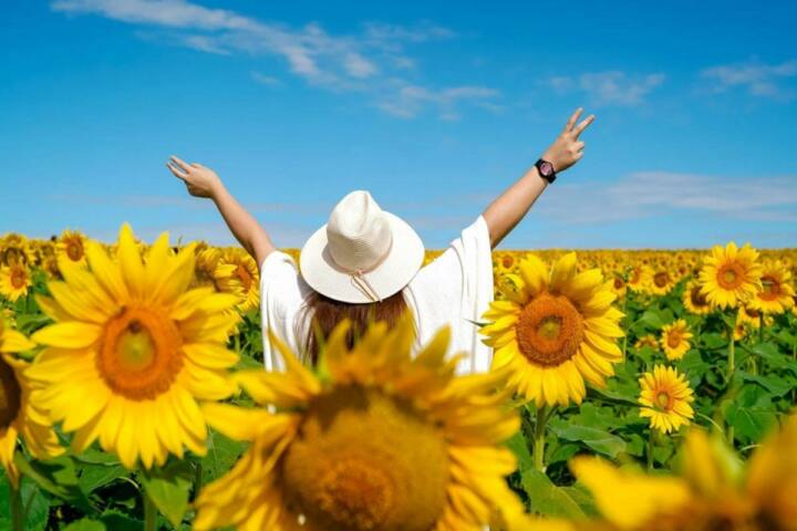 Kalbar Sunflower Festival