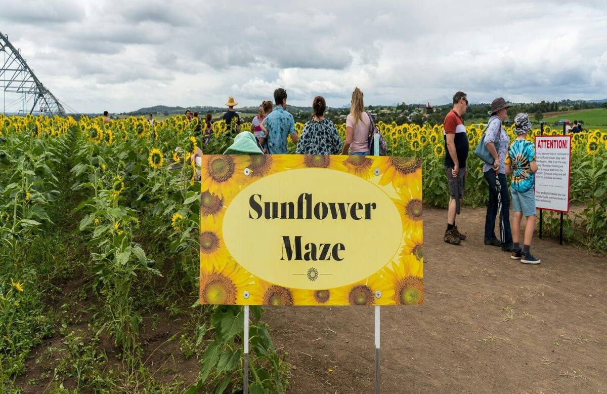 Kalbar Sunflower Festival