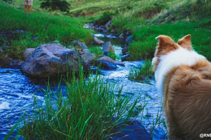 Frogs Hollow Scenic Rim