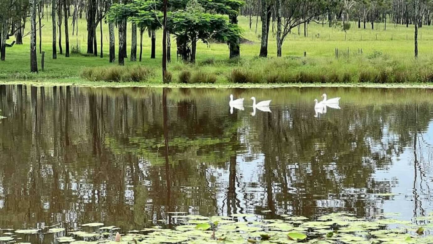 Funny Farm Frazerview