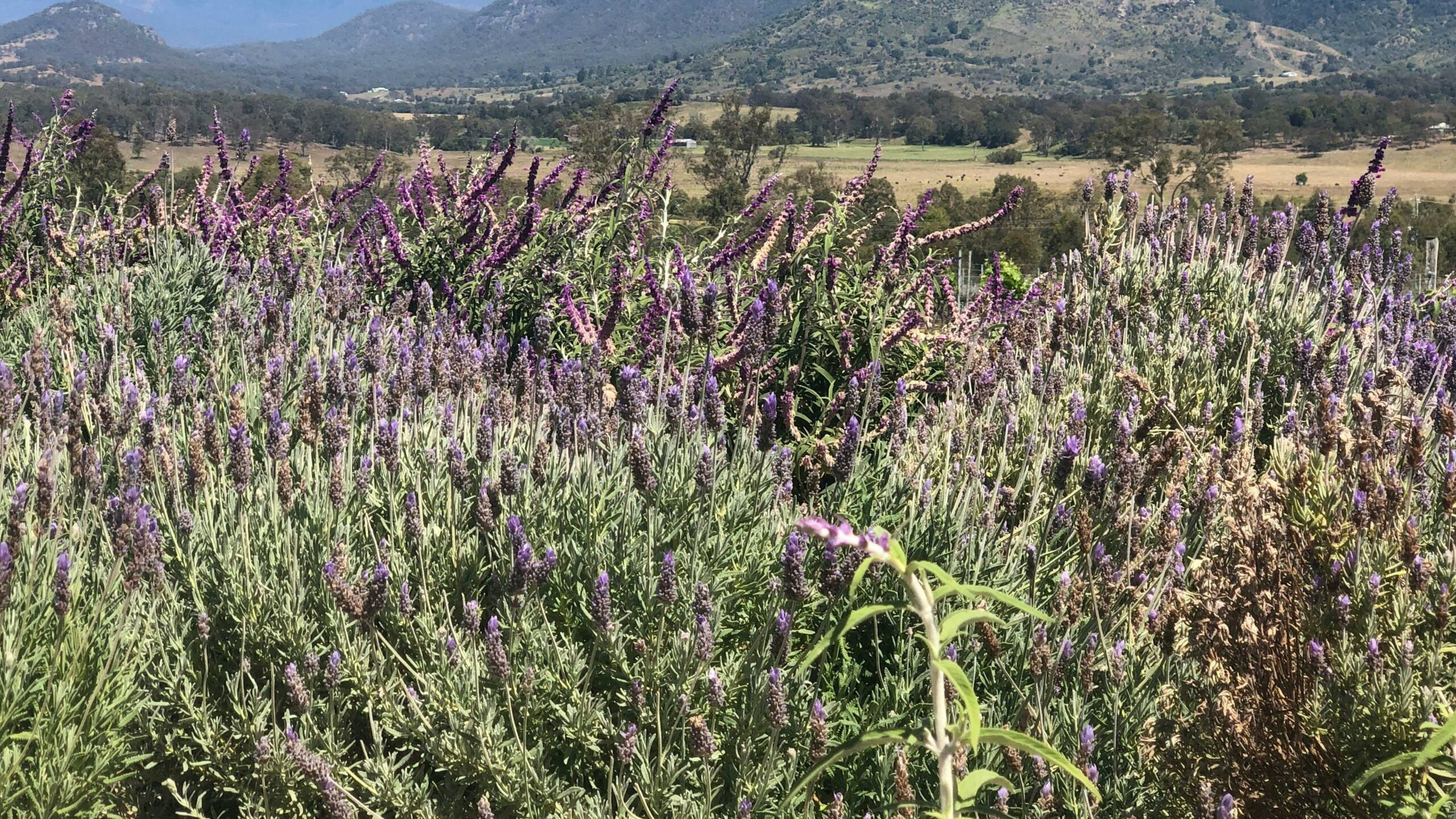 The Gums Aratula camp