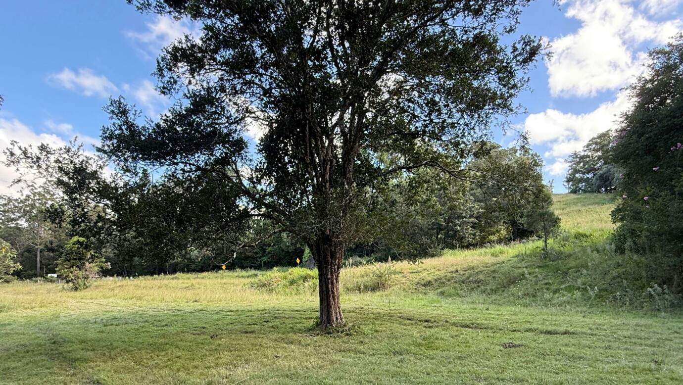 Tyungun At Ferny Glen