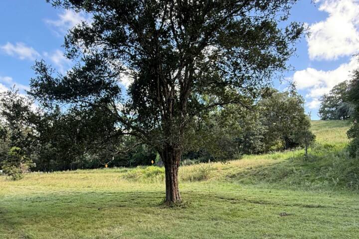 Tyungun At Ferny Glen