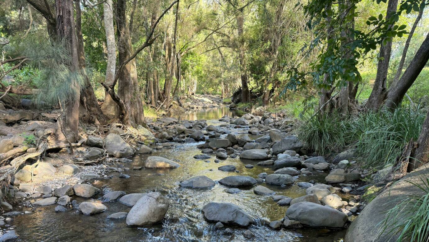 Tyungun At Ferny Glen