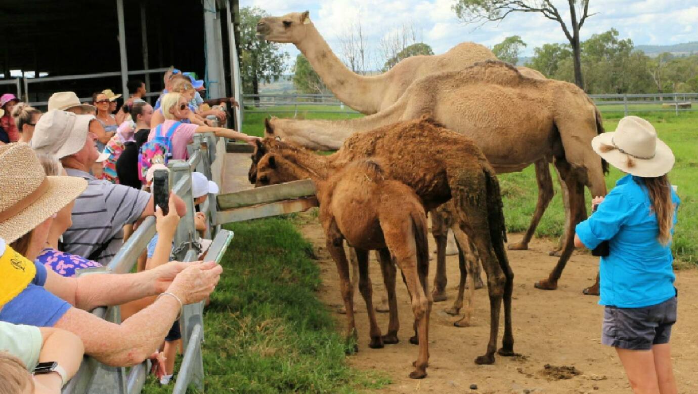 Summer Land Camels