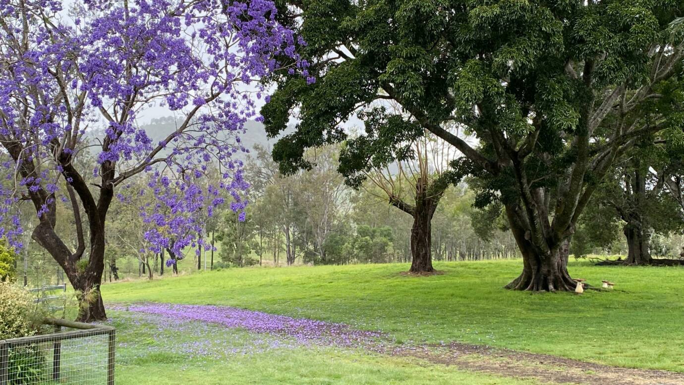 Jacaranda in bloom.