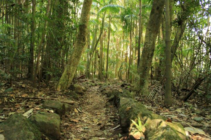 A track leads through a forest of tall slender palm trunks with light green foliage above.