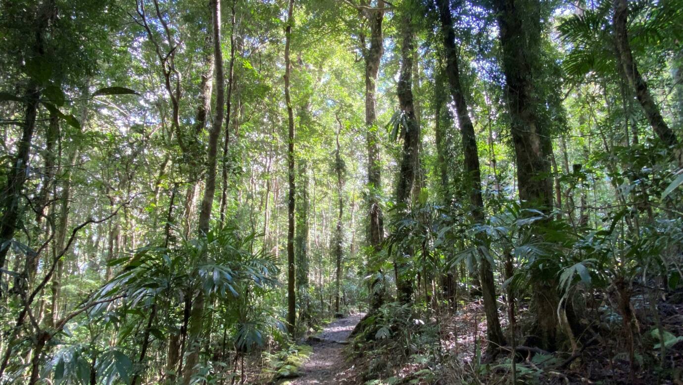 A walking track through a sub-tropical rainforest