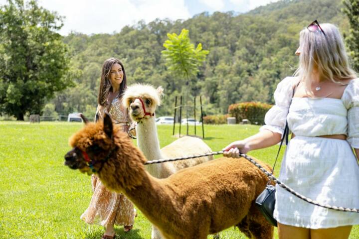VIP Alpaca Experience
