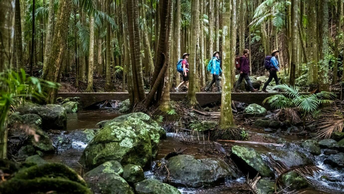 Rainforest walks, Tamborine Mountain, QLD