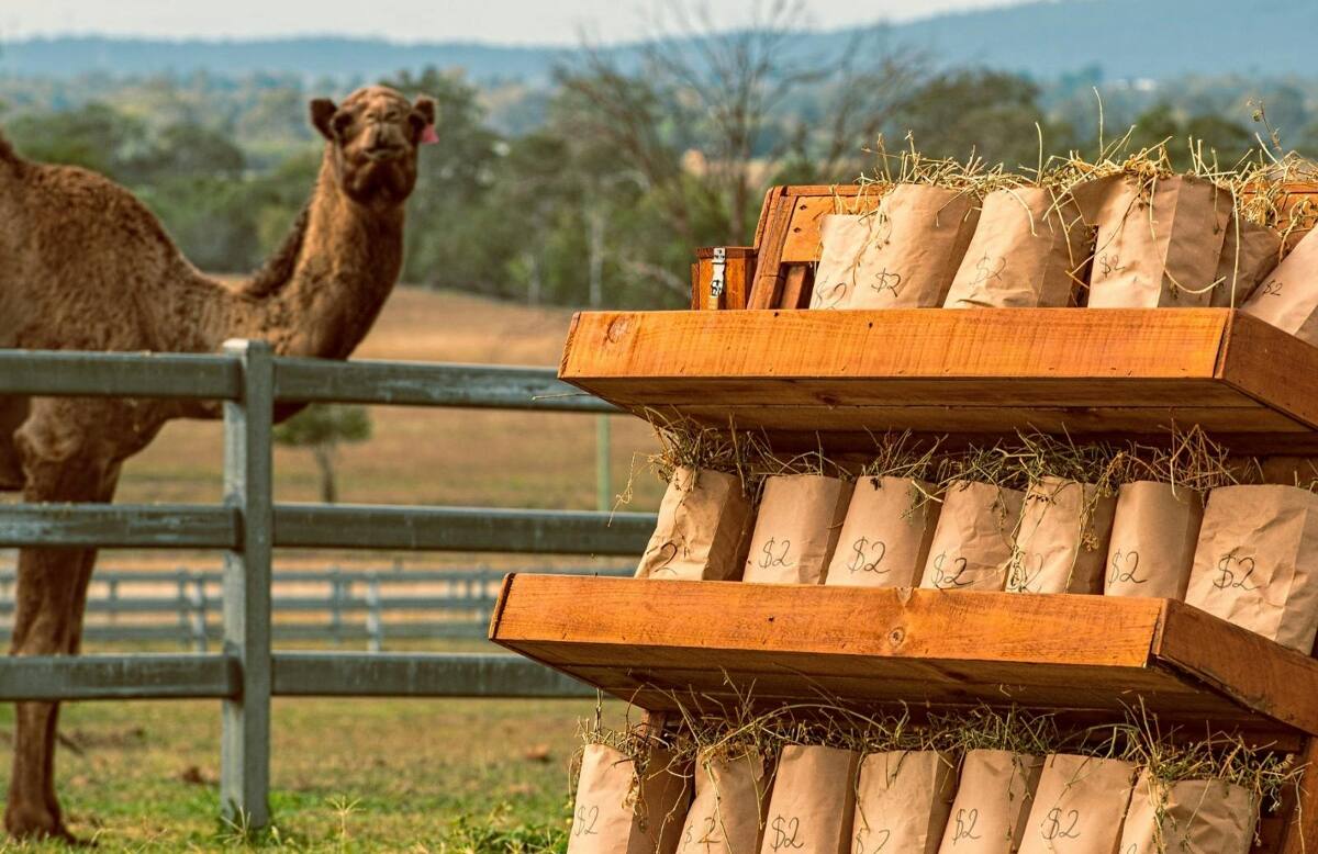 Winter Markets - Summer Land Camels