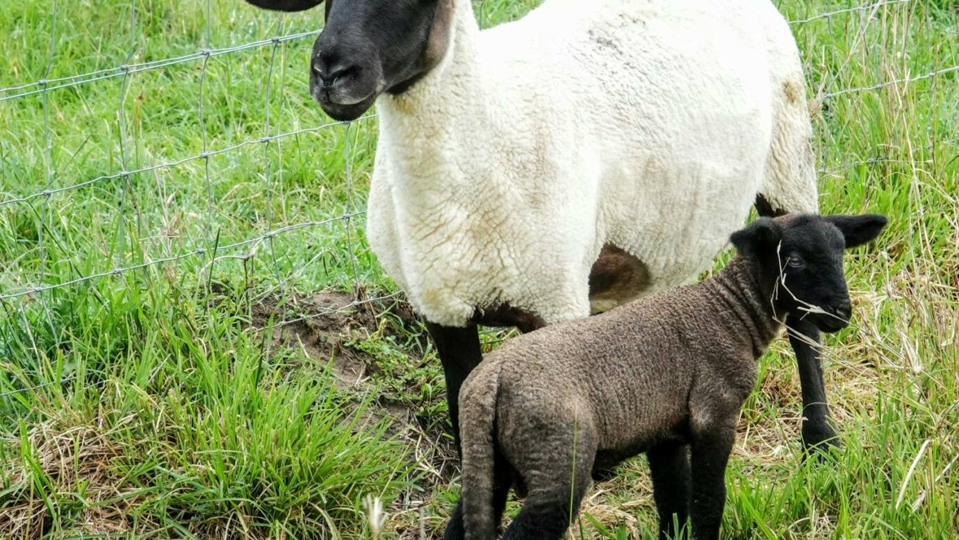 Sheep