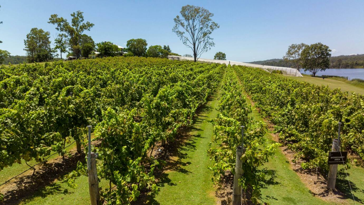 Vineyard