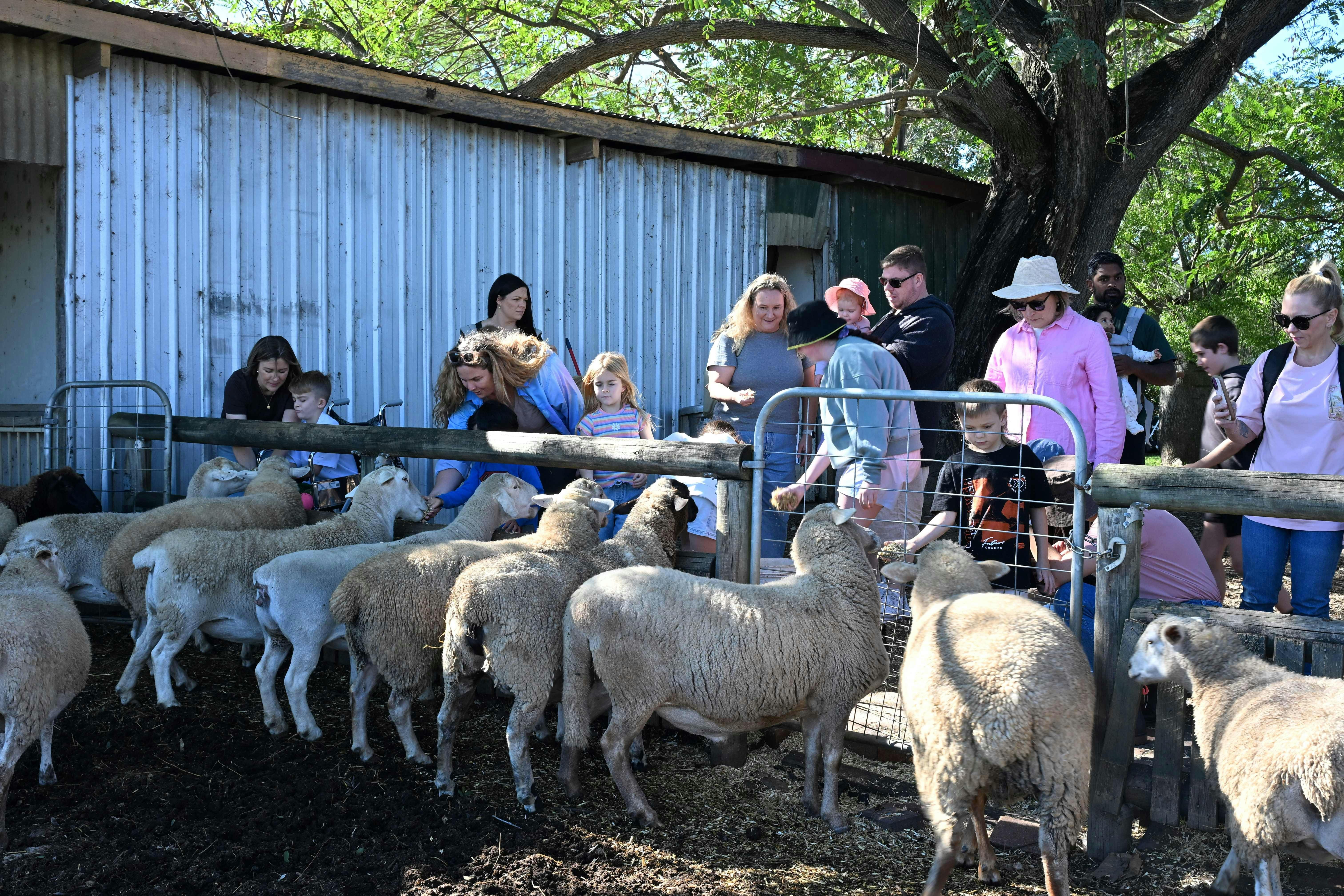 Clandulla Cottages Farmstay - farm tour sheep feeding