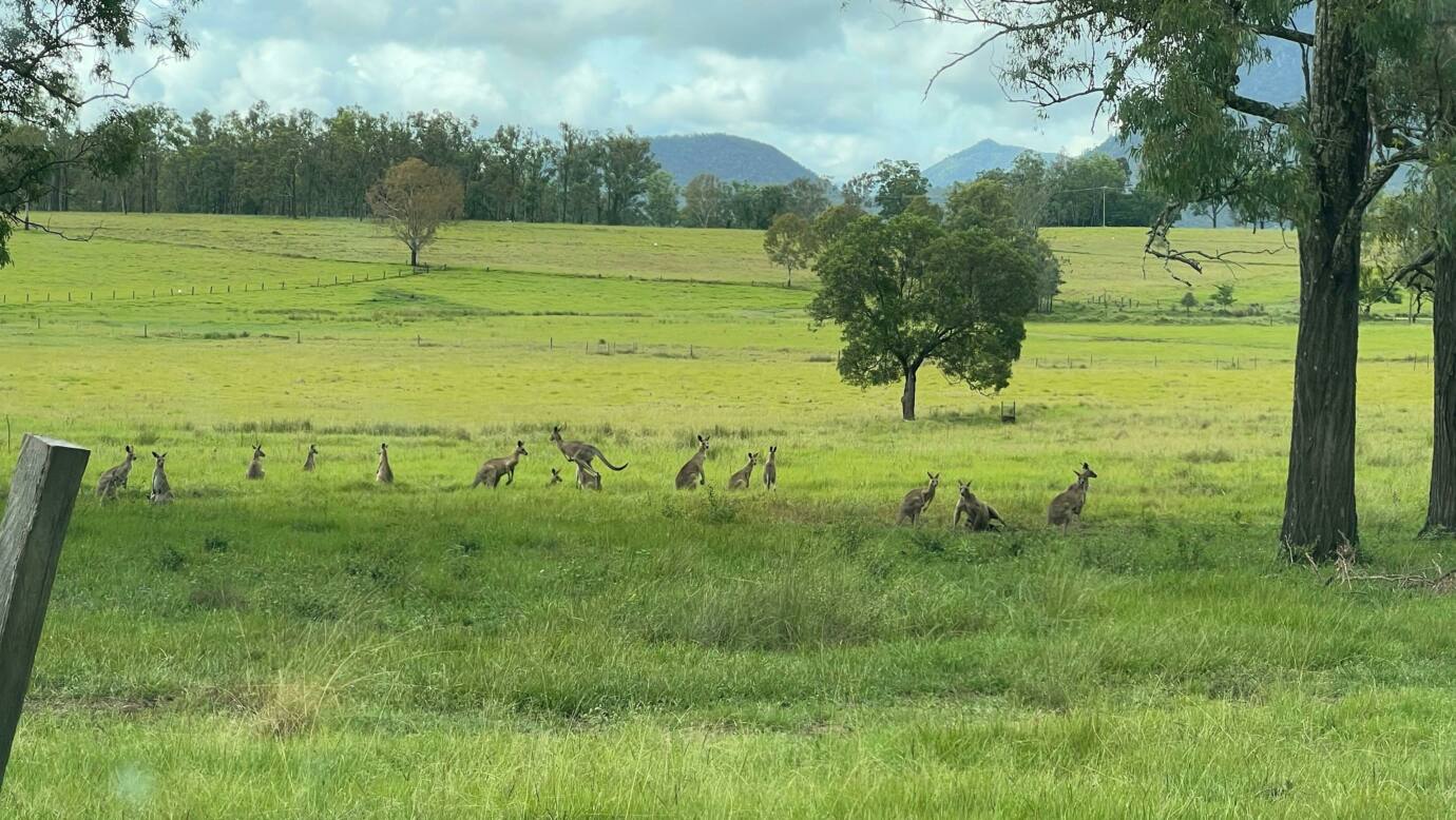 Funny Farm Frazerview