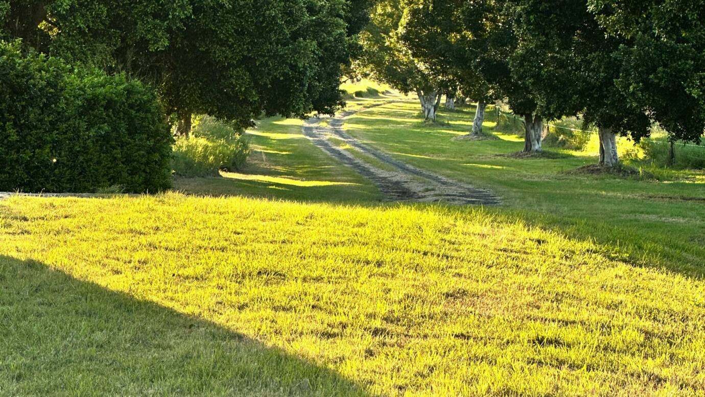 One Tree Hill